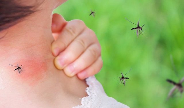 71 raste me ethe të Nilit Perëndimor, regjistrohet rasti i parë në Rosoman